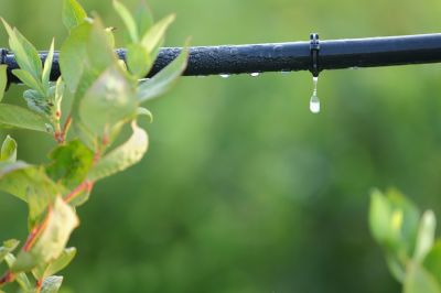 Avoid Water Wastage and Runoff with Drip Line Installation!