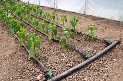 Avoid Manual Watering with Drip Line Installation!